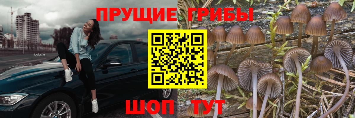 Галлюциногенные грибы Psilocybine cubensis  Вход с VPN  Кисловодск 